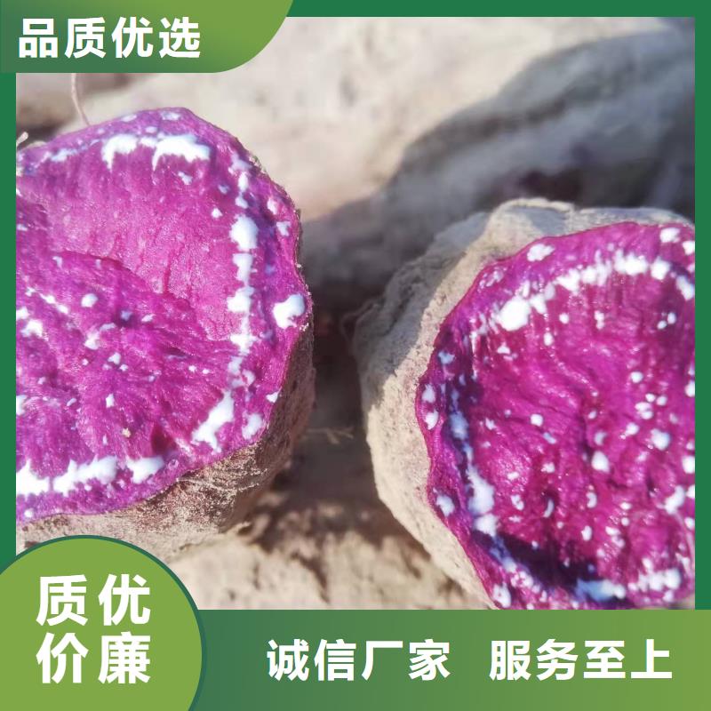 鲜食型紫薯苗图片
