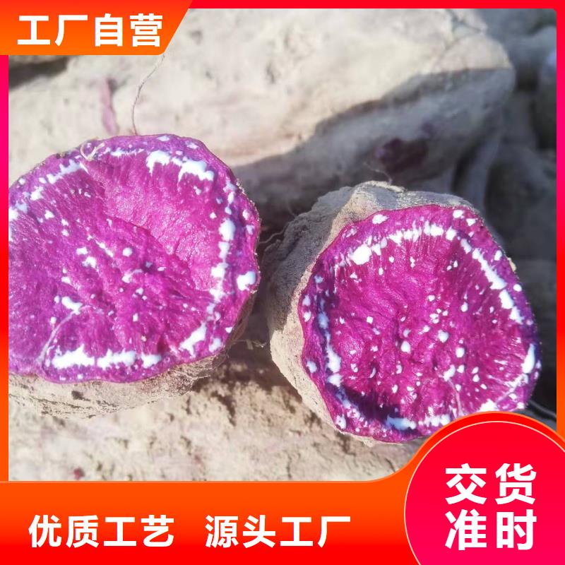 鲜食型紫薯苗市场报价