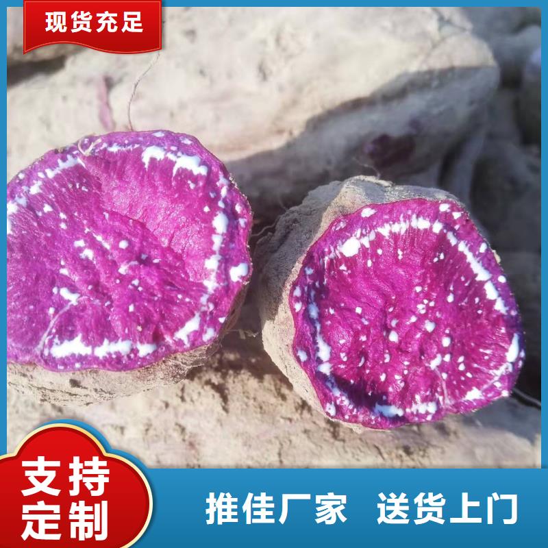 紫薯种苗欢迎致电