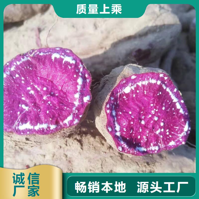 鲜食型紫薯苗批发销售
