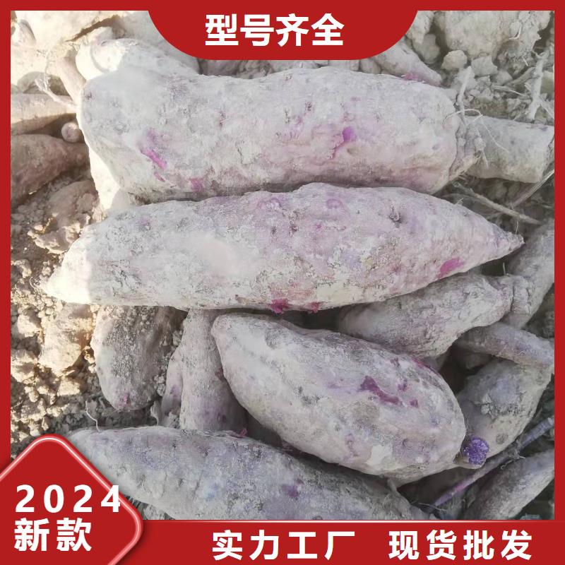 紫甘薯苗能吃吗