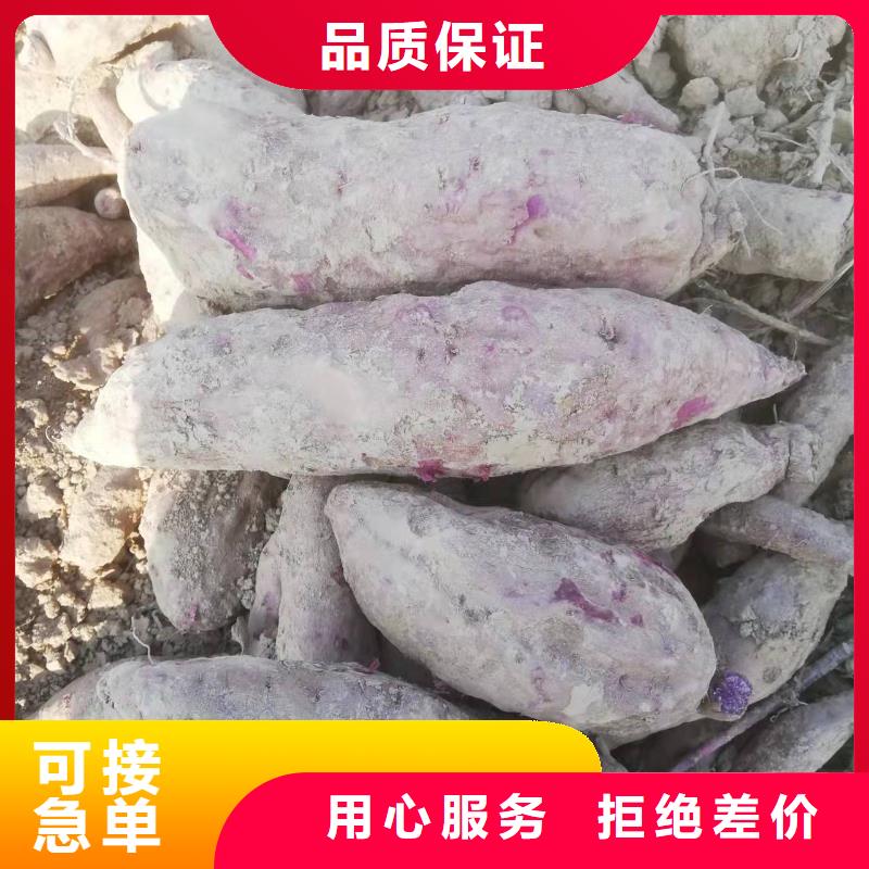 紫薯种子批发销售