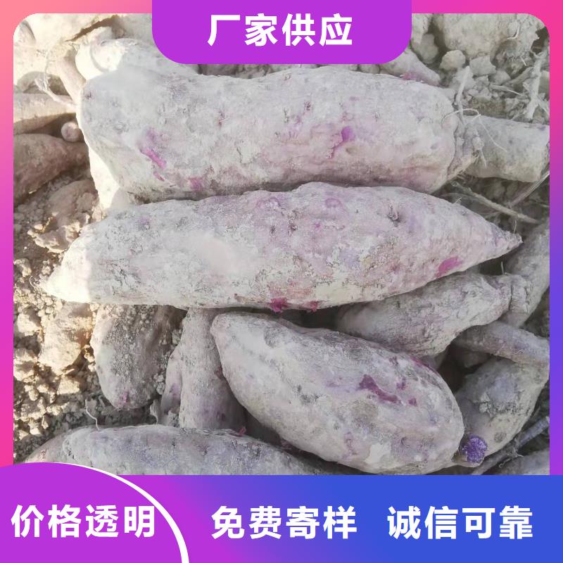 脱毒紫薯苗种植基地