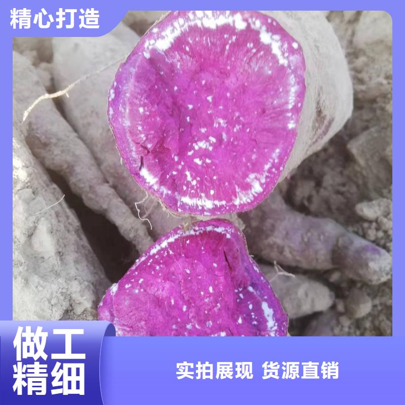 紫地瓜苗子种植基地