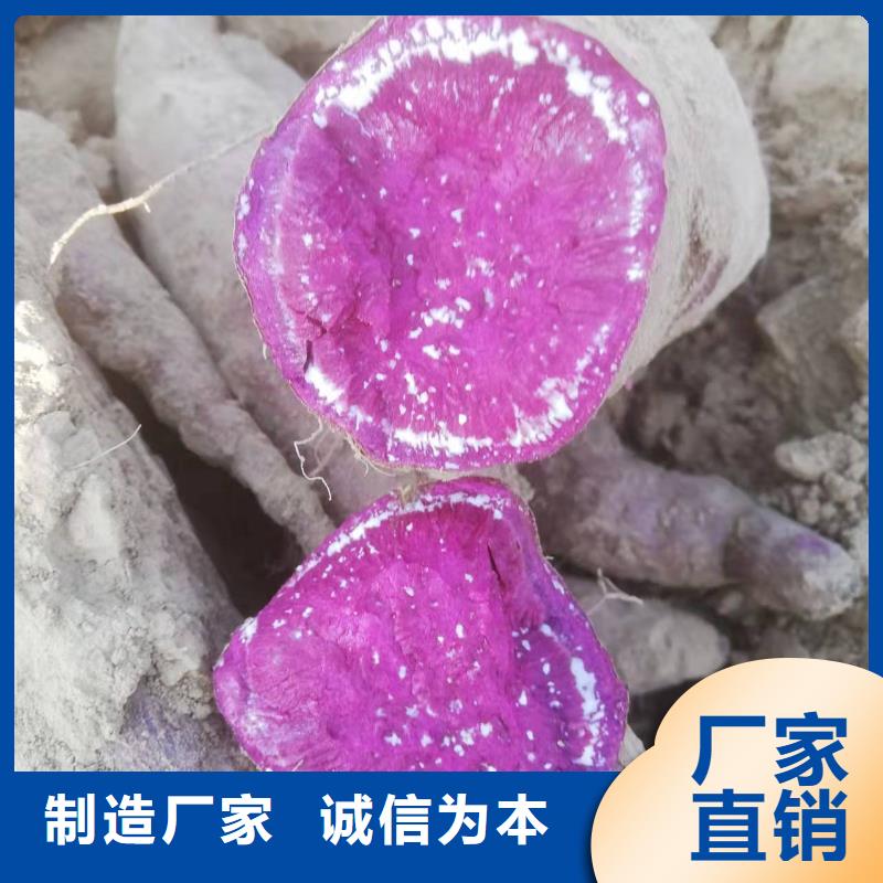 紫地瓜苗子什么时候种