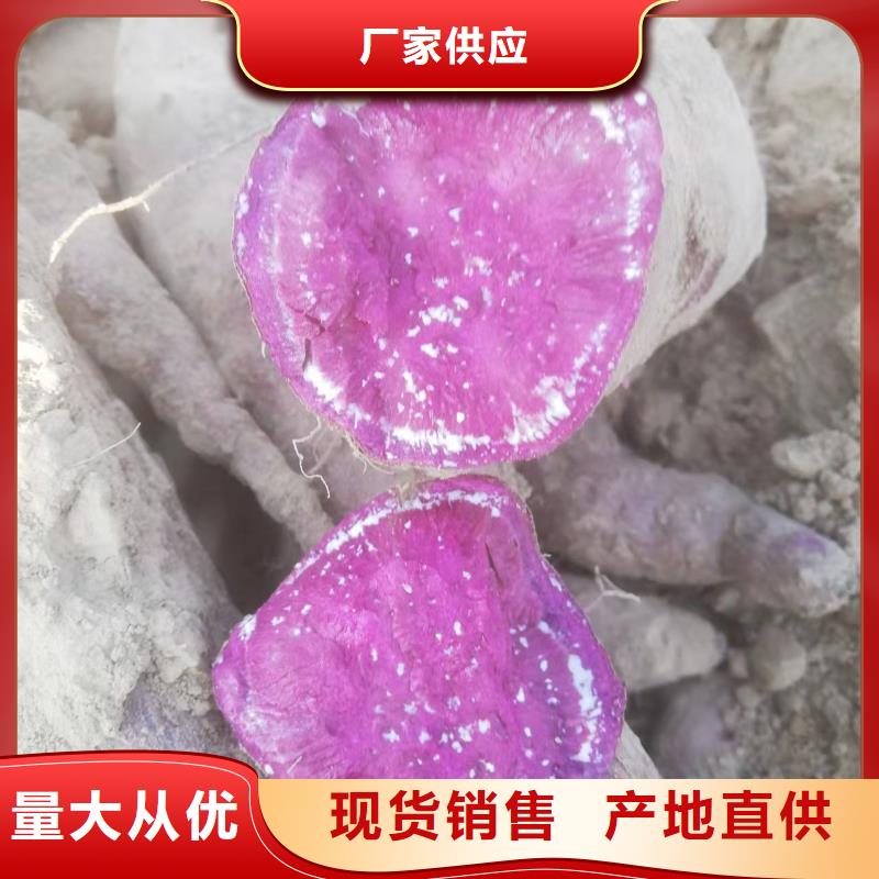 紫薯种子电话