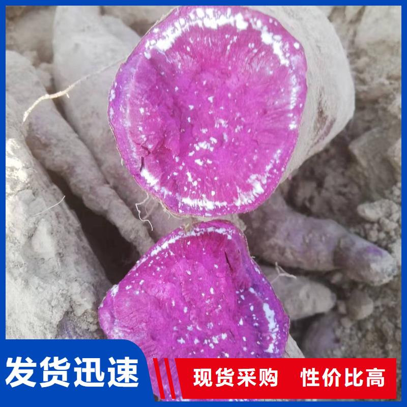 紫薯苗（济黑2号）种植厂家