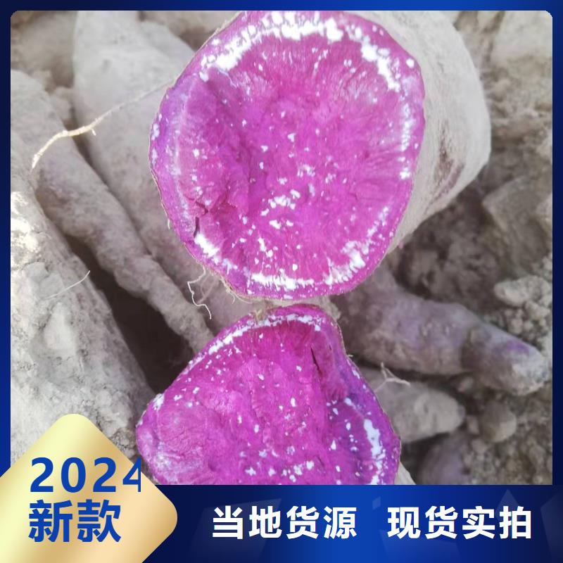 紫薯苗子哪里有卖的