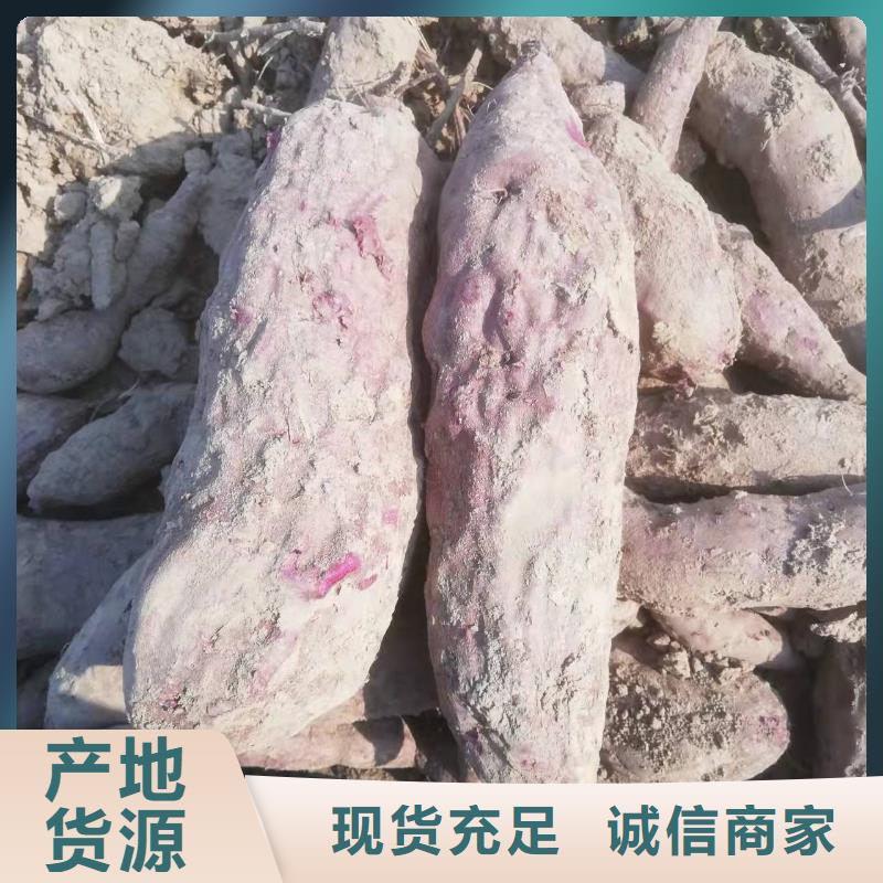 紫薯苗子销售