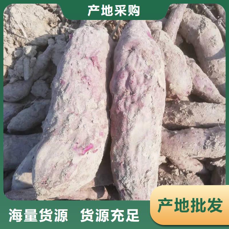 紫薯种苗供应