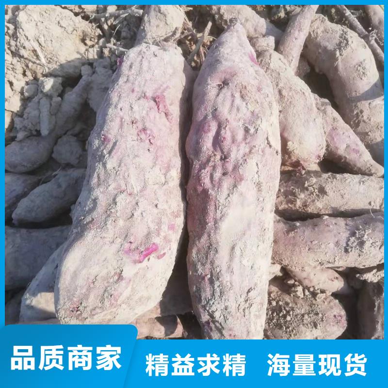 鲜食型紫薯苗批发销售