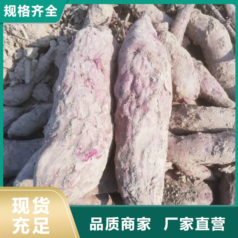 紫甘薯苗厂家价格