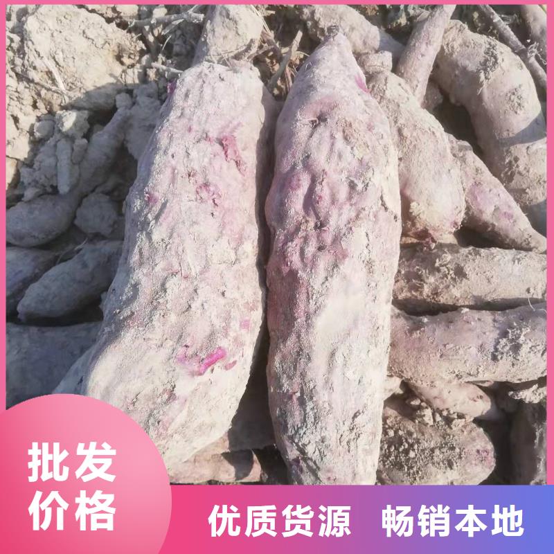 鲜食型紫薯苗图片