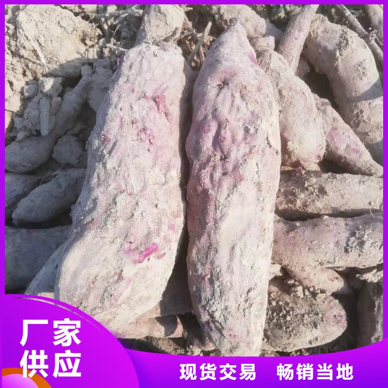 鲜食型紫薯苗市场报价