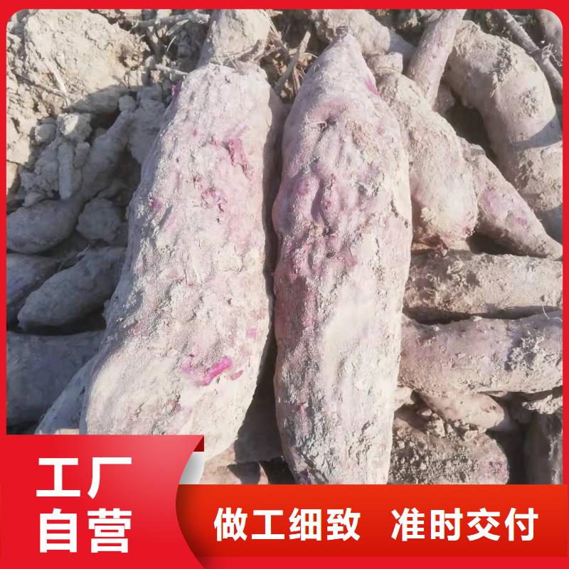 紫薯苗种植厂家