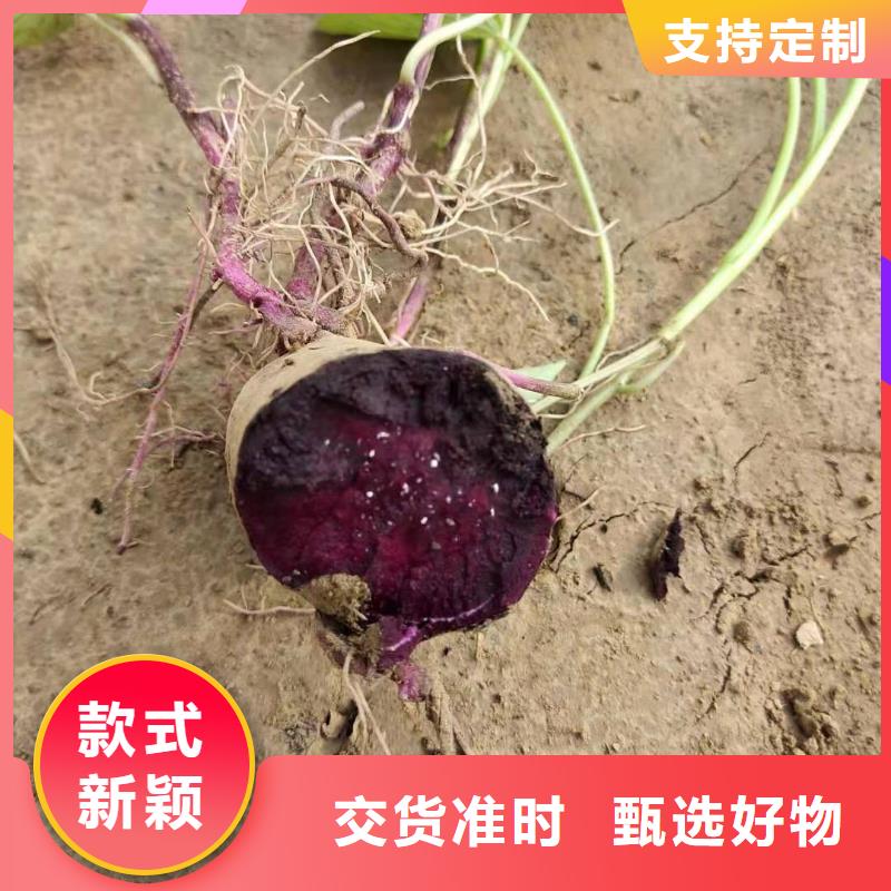 紫薯苗_羽衣甘蓝粉实力优品