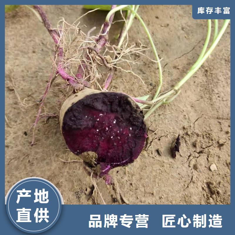 紫薯种苗哪里有卖的