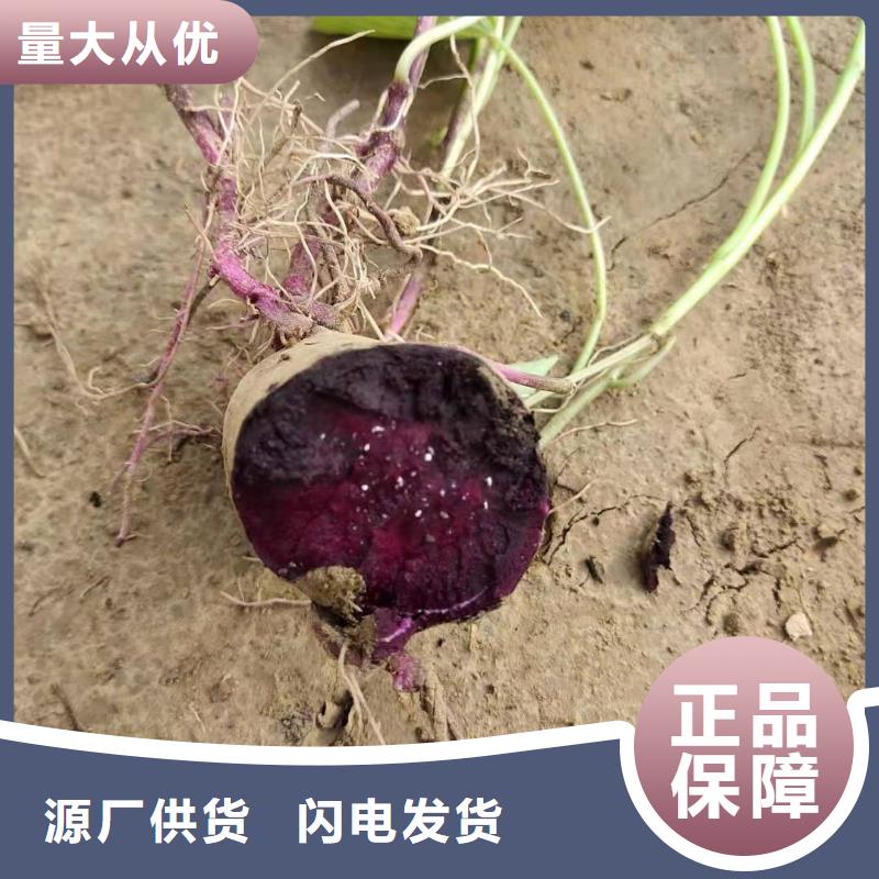 麦茬苗（紫薯)哪里有卖的