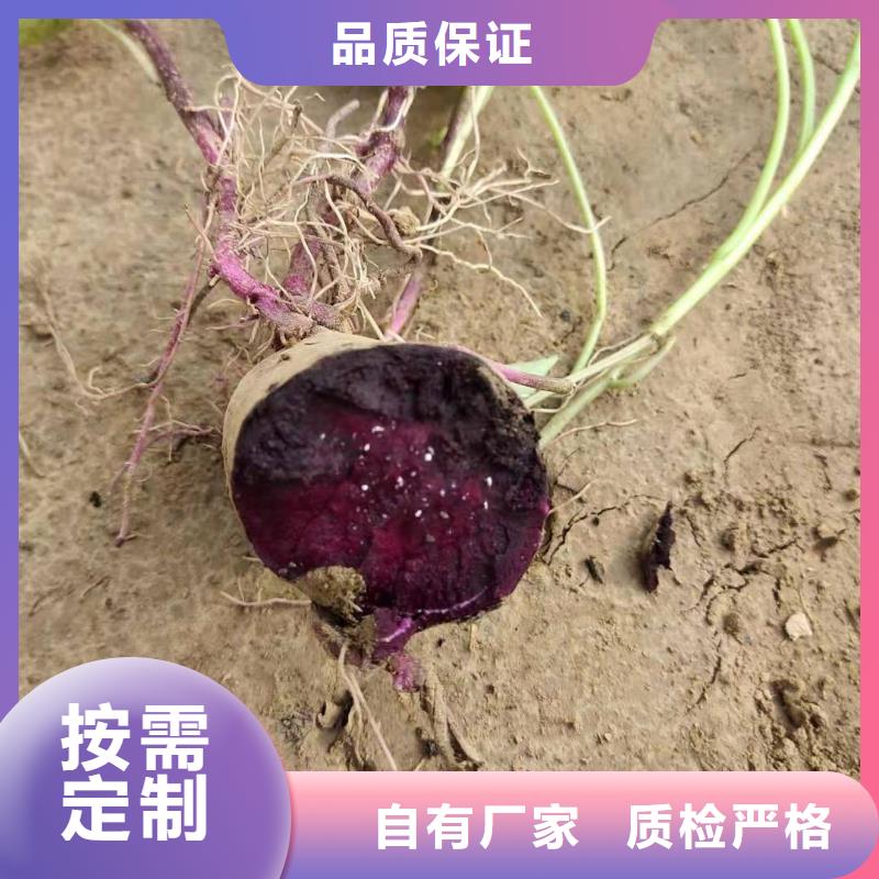 脱毒紫薯苗能吃吗