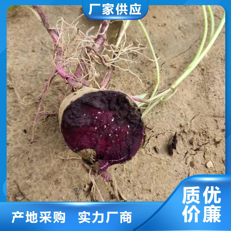 紫地瓜苗子报价