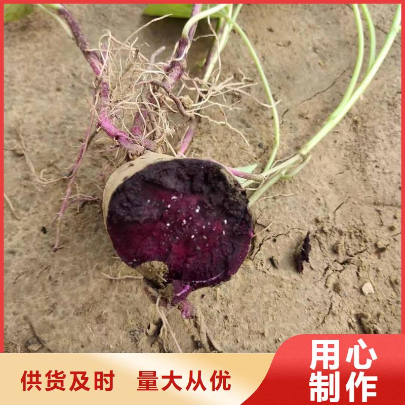 紫甘薯苗供应