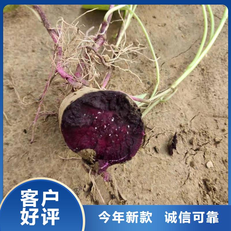 紫薯种子欢迎致电