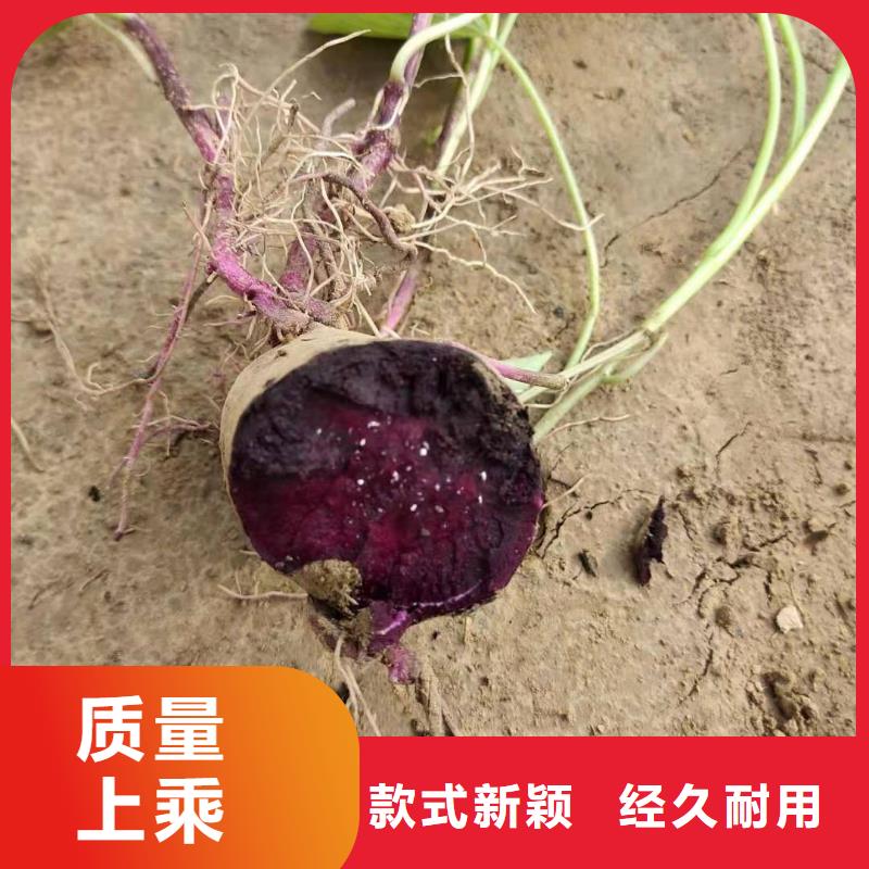 红薯苗（西瓜红）多少钱