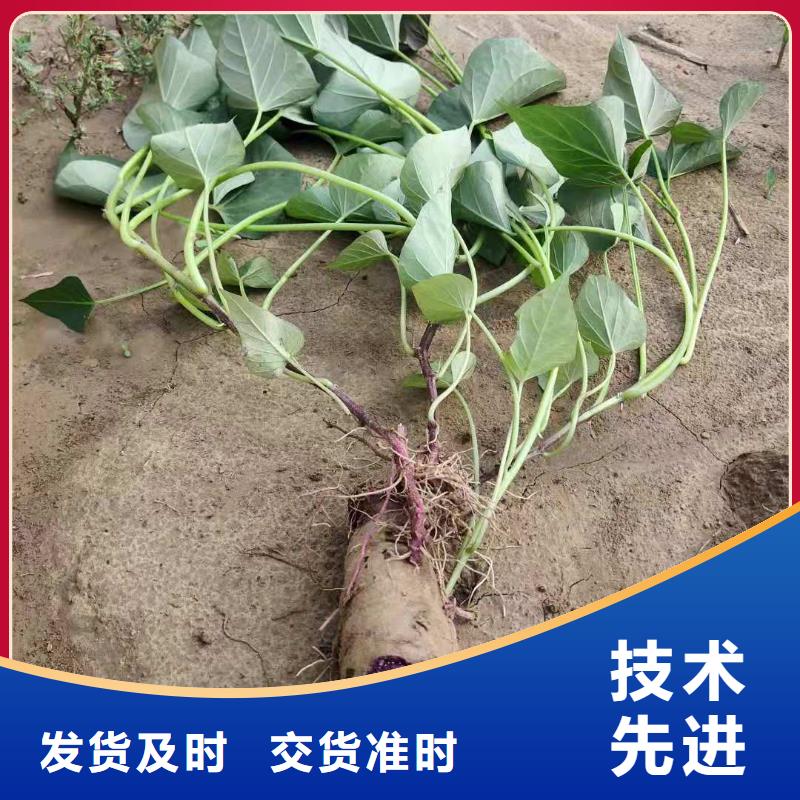 紫薯种子电话