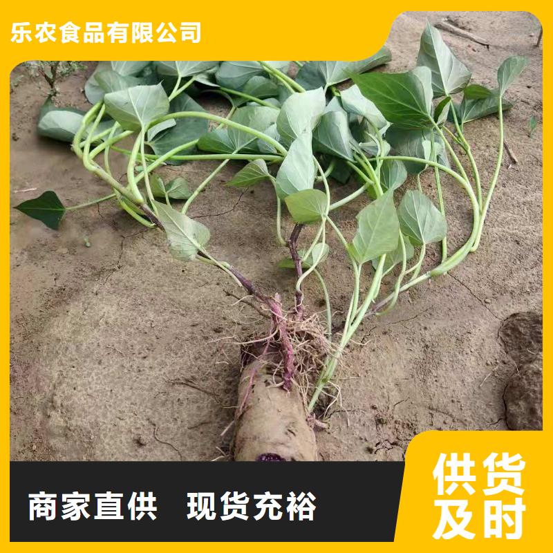 红薯苗(西瓜红)市场报价