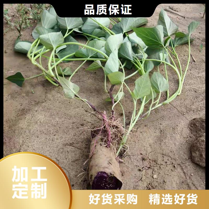 红薯苗（西瓜红）图片