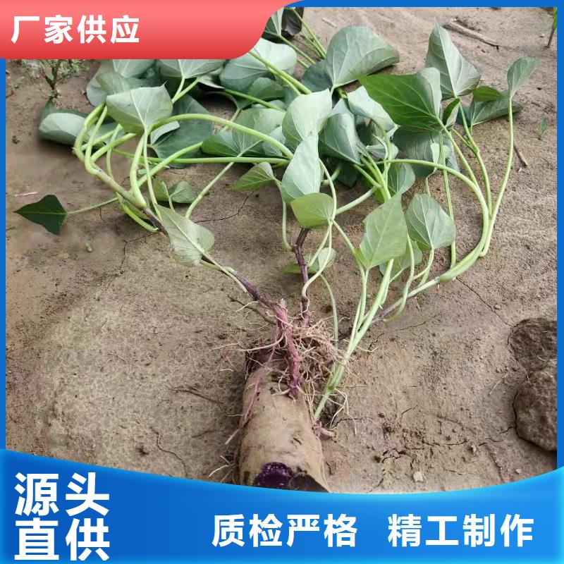 紫薯苗(济黑2号)厂家价格