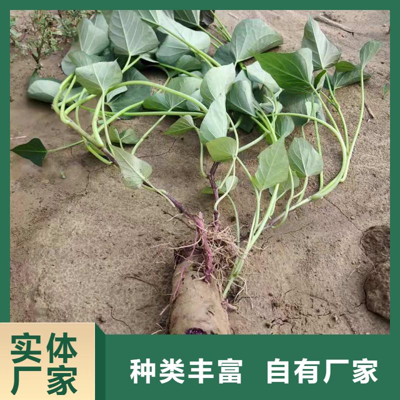 紫薯苗（绫紫）图片