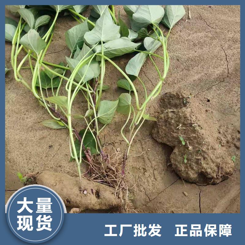 紫甘薯苗什么时候种