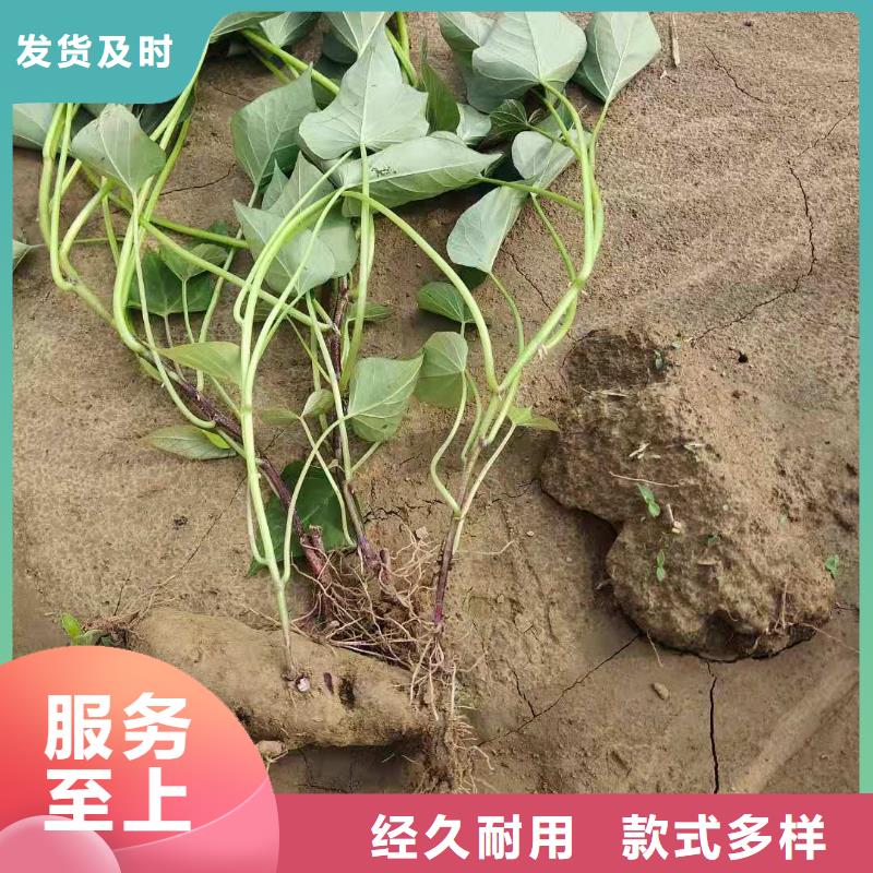 紫地瓜苗多少钱一棵