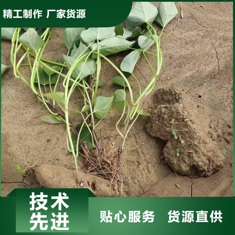 紫甘薯苗厂家价格