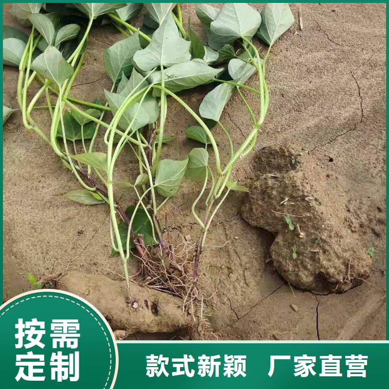 紫地瓜苗子什么时候种