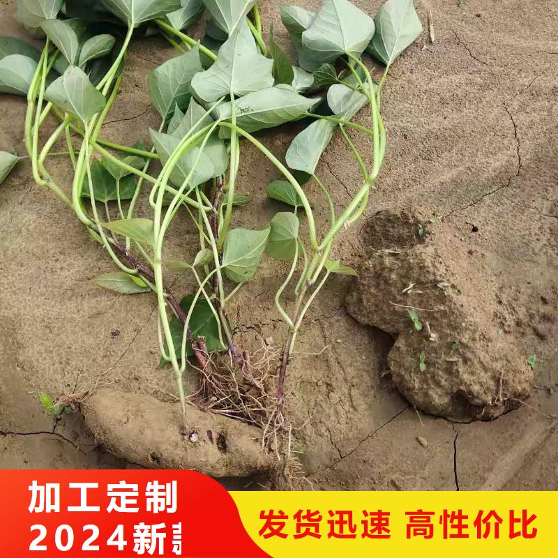 红薯苗（西瓜红）厂家价格是多少