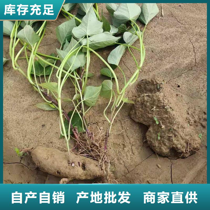 紫红薯苗销售