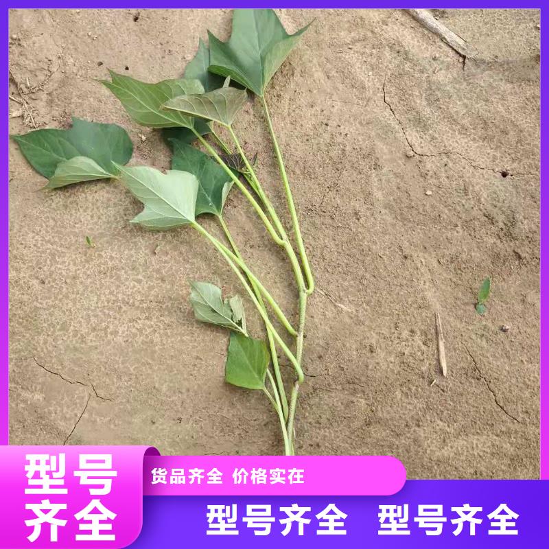 脱毒紫薯苗市场报价