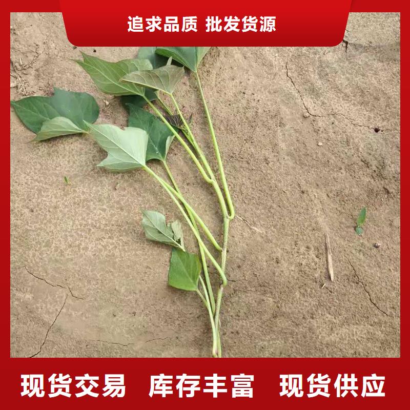 紫薯苗（济黑2号）批发销售