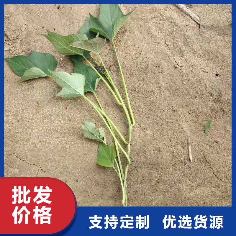 红薯苗（西瓜红）欢迎致电