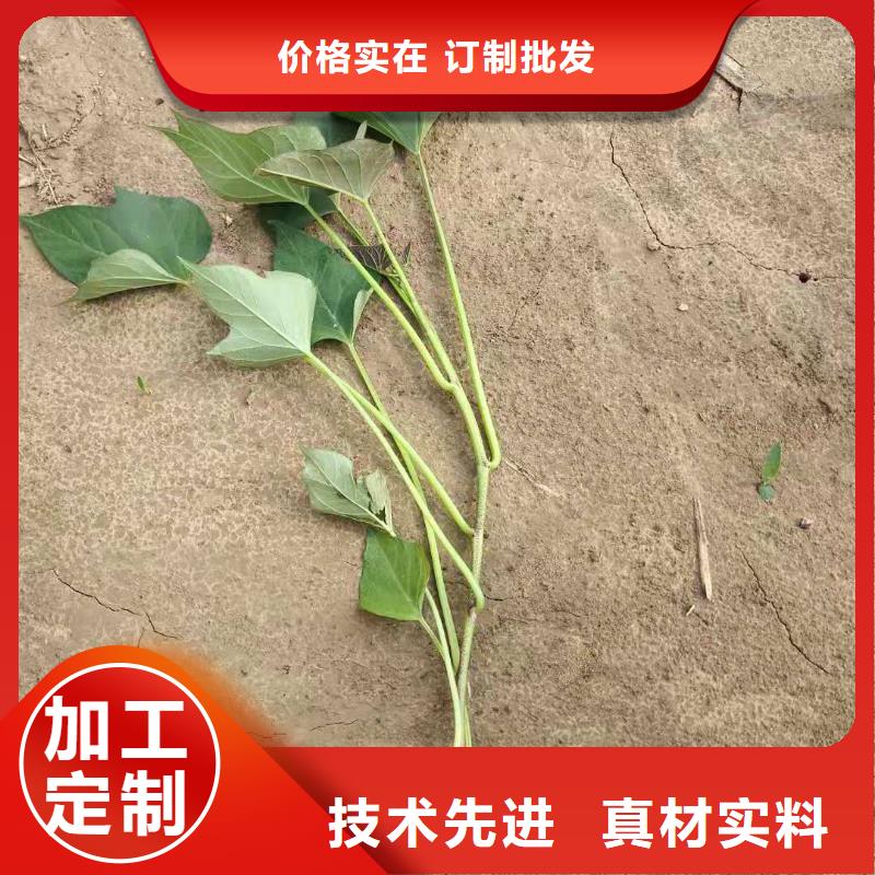鲜食型紫薯苗多少钱一棵