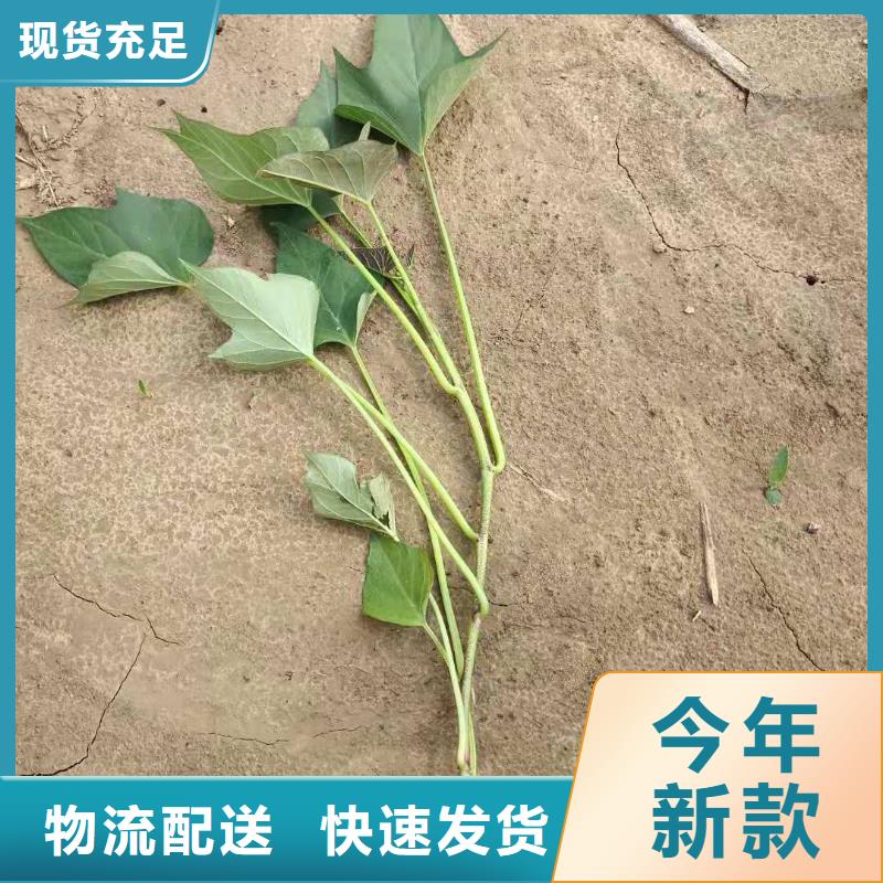 紫薯种子批发销售