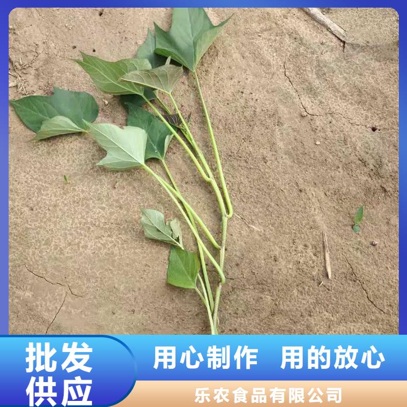 紫薯苗（绫紫）厂家价格