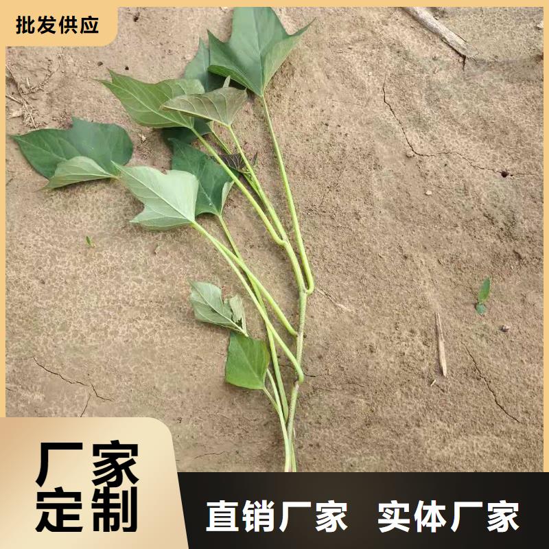 紫薯种子种植厂家