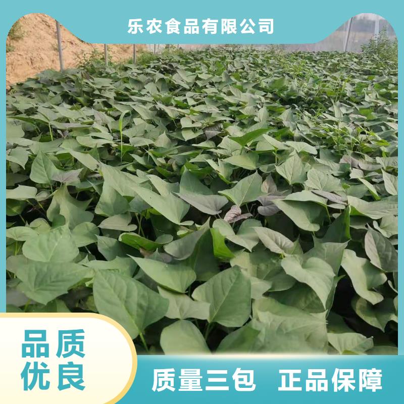 紫薯苗怎么培育