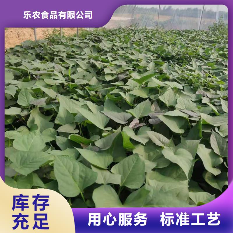 紫薯苗（绫紫）图片
