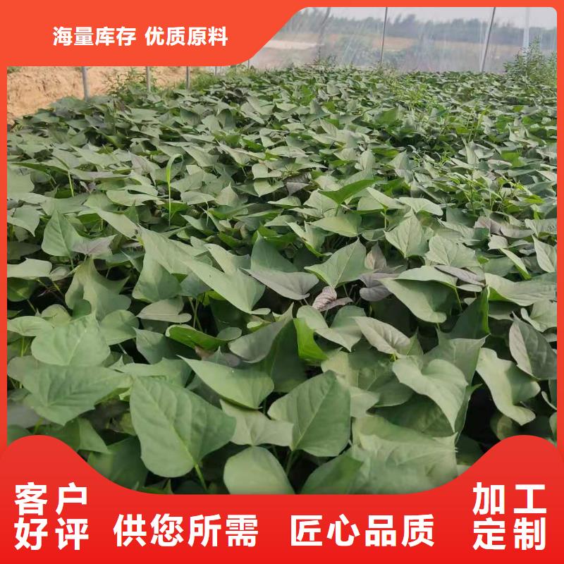 紫薯种苗怎么培育