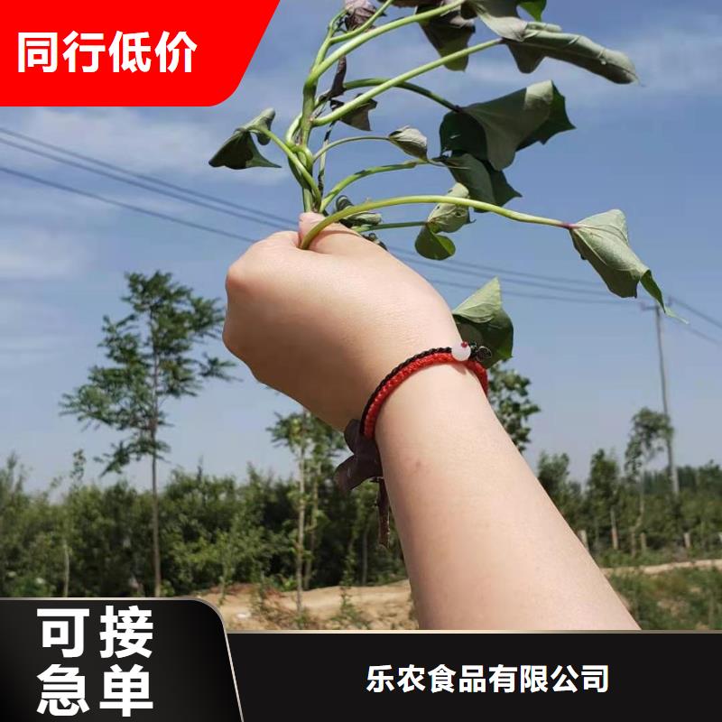 鲜食型紫薯苗市场报价