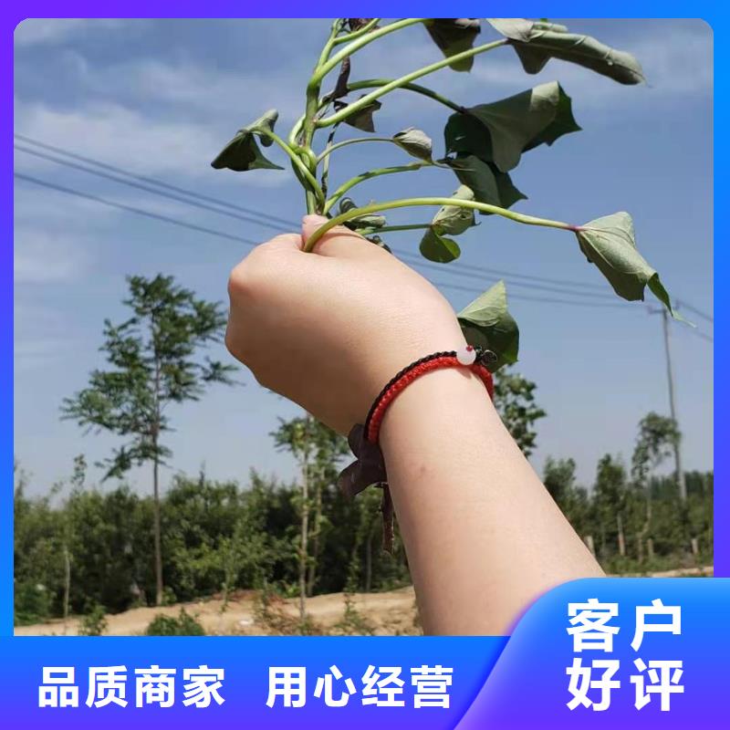 紫甘薯苗2025新苗上市
